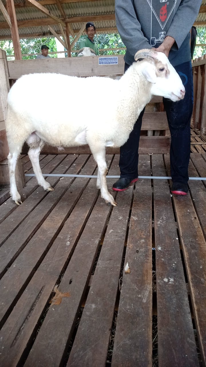Domba 42A