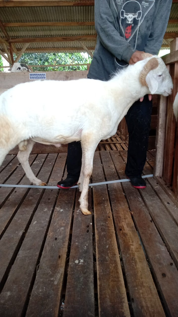 Domba 43G