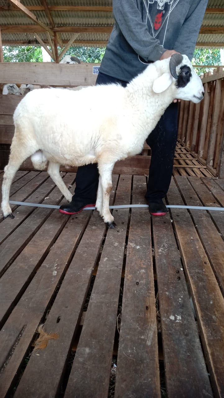 Domba 43E