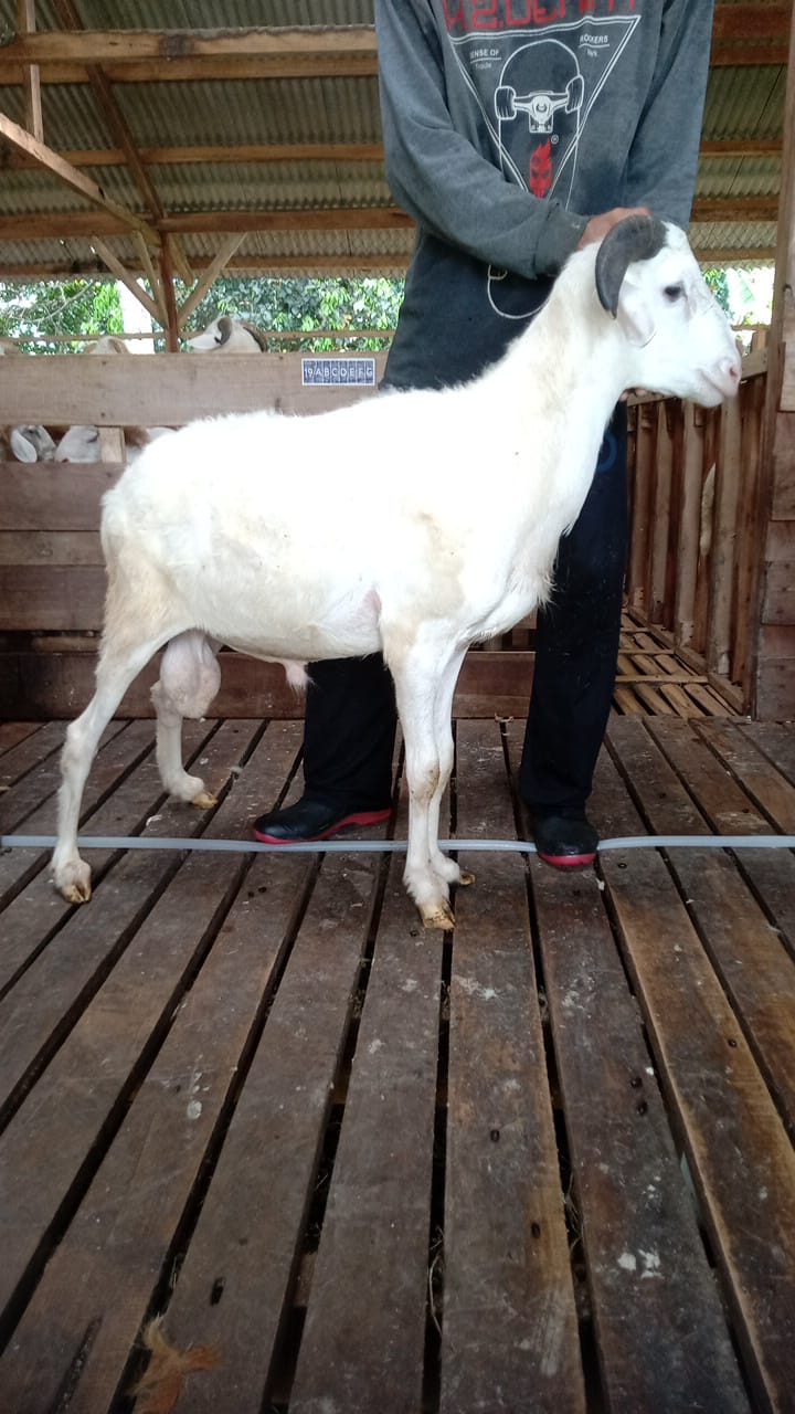 Domba 43F