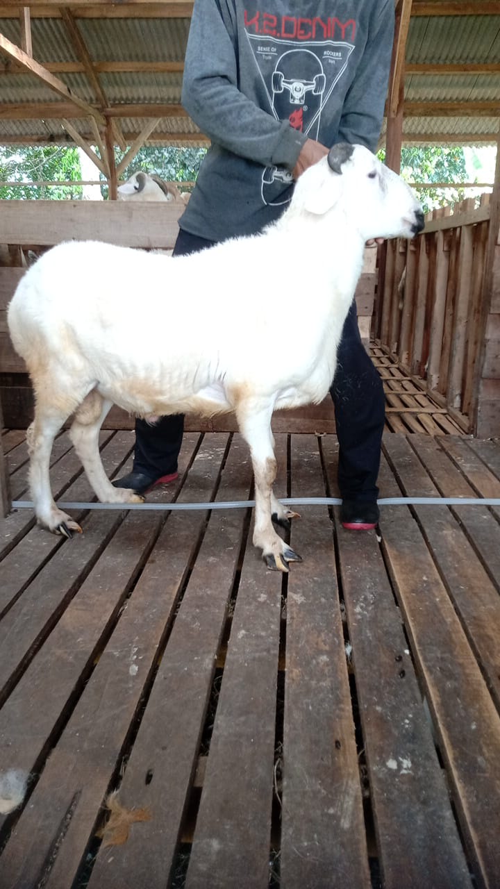 Domba 45A