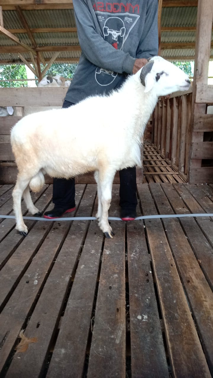 Domba 43D