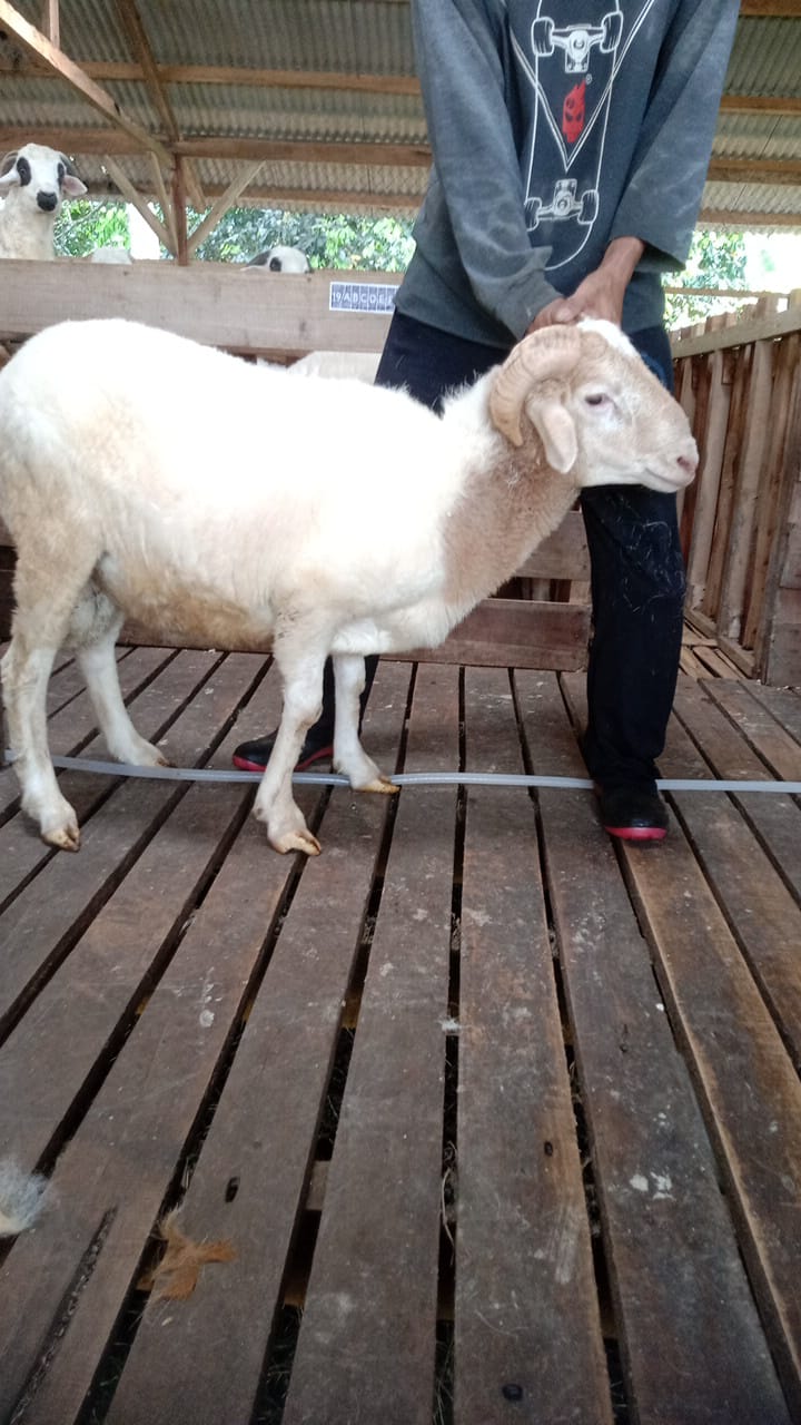 Domba 47C