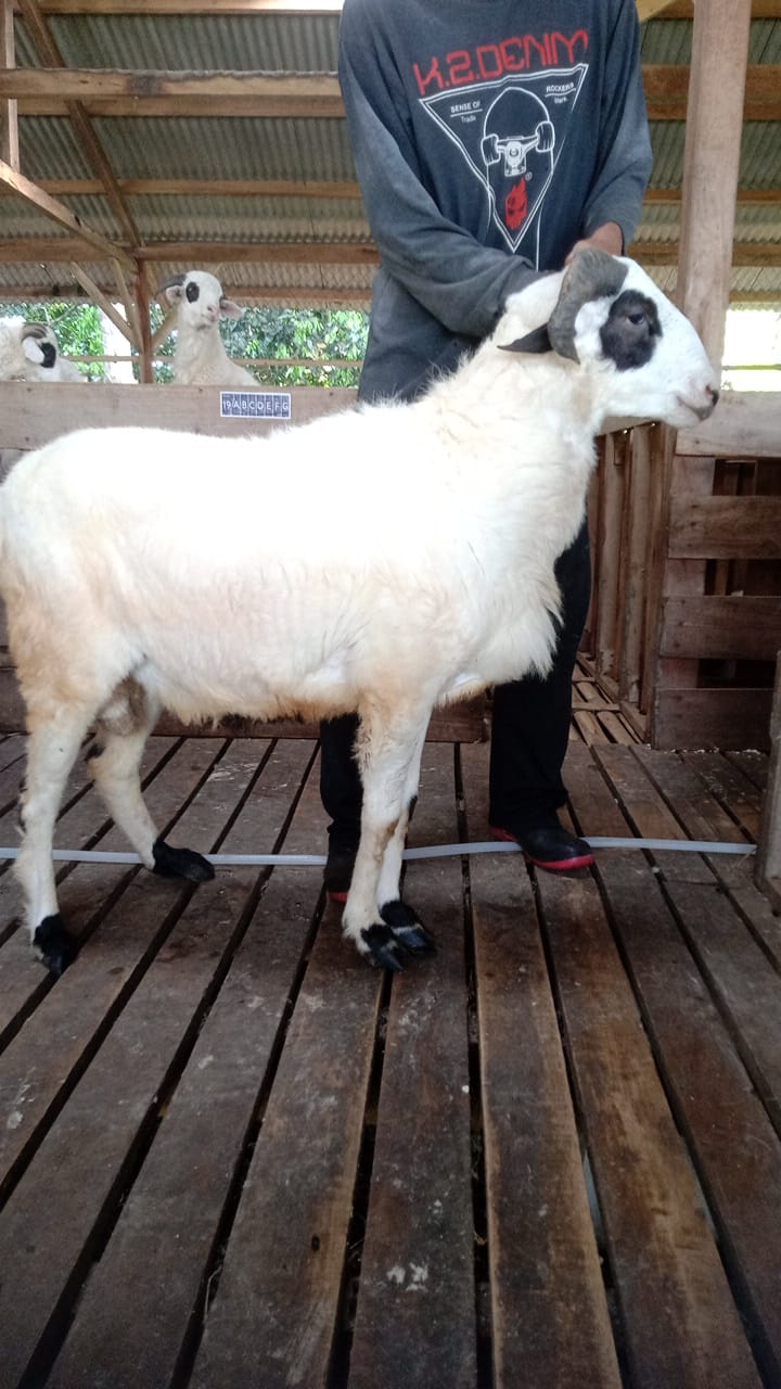 Domba 48E
